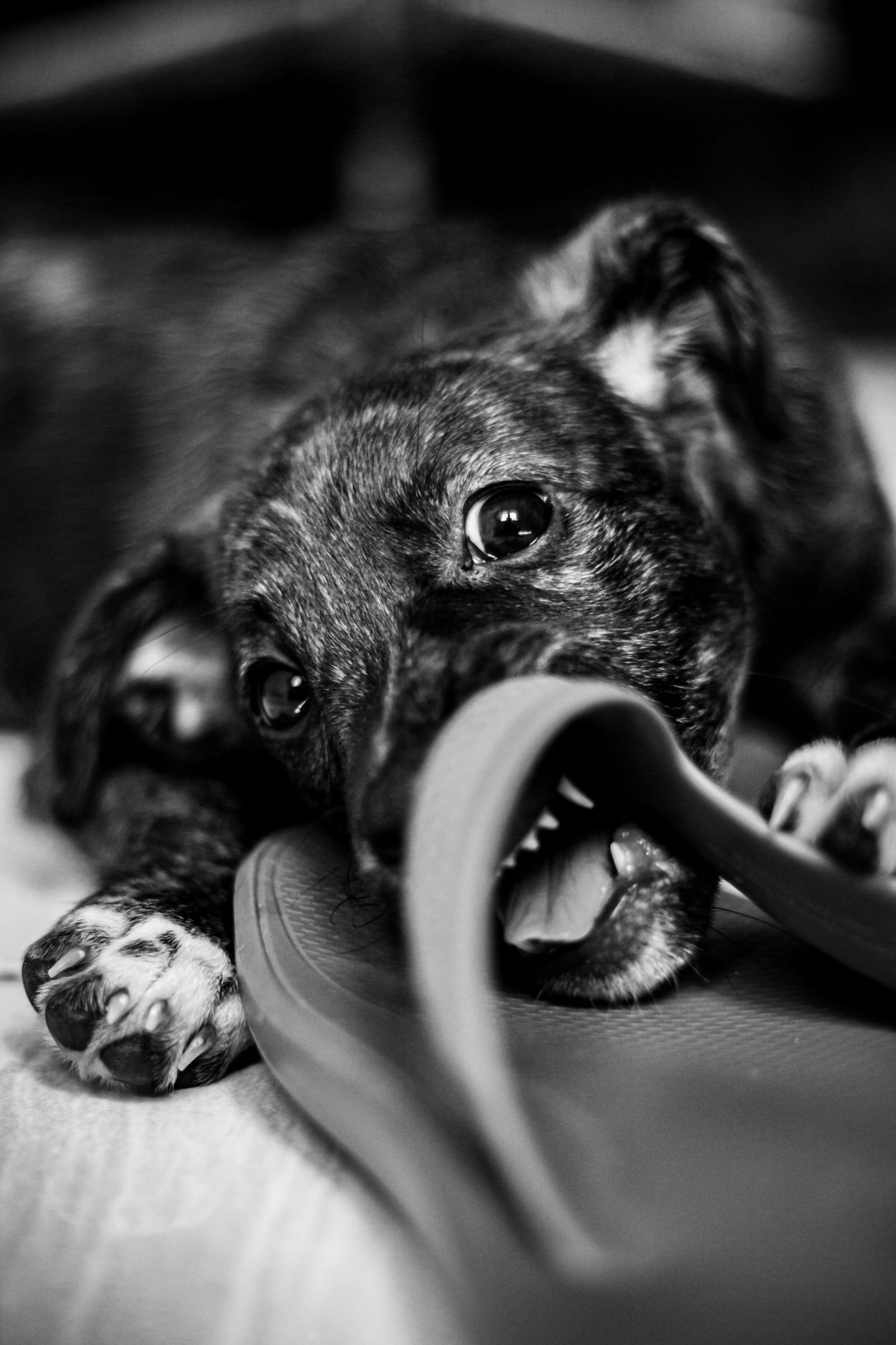 Dog chewing a shoe