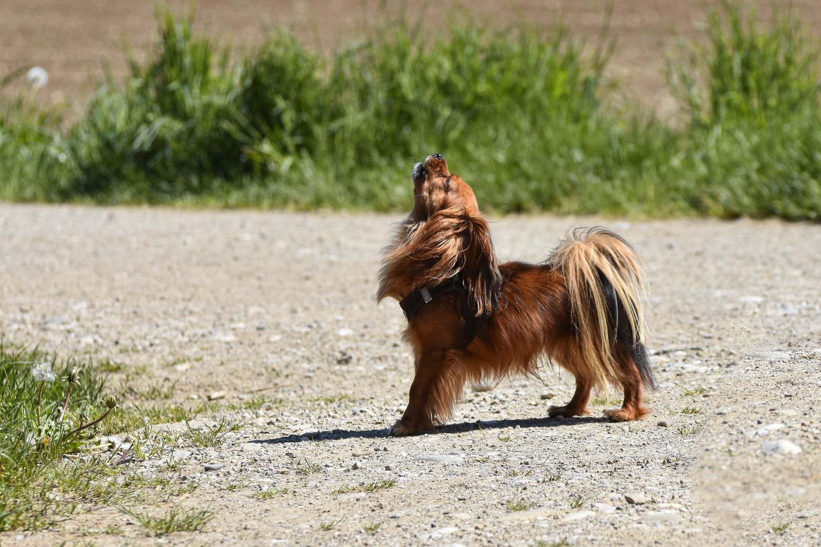 Long-haired dachshund howling outdoors on a rural path