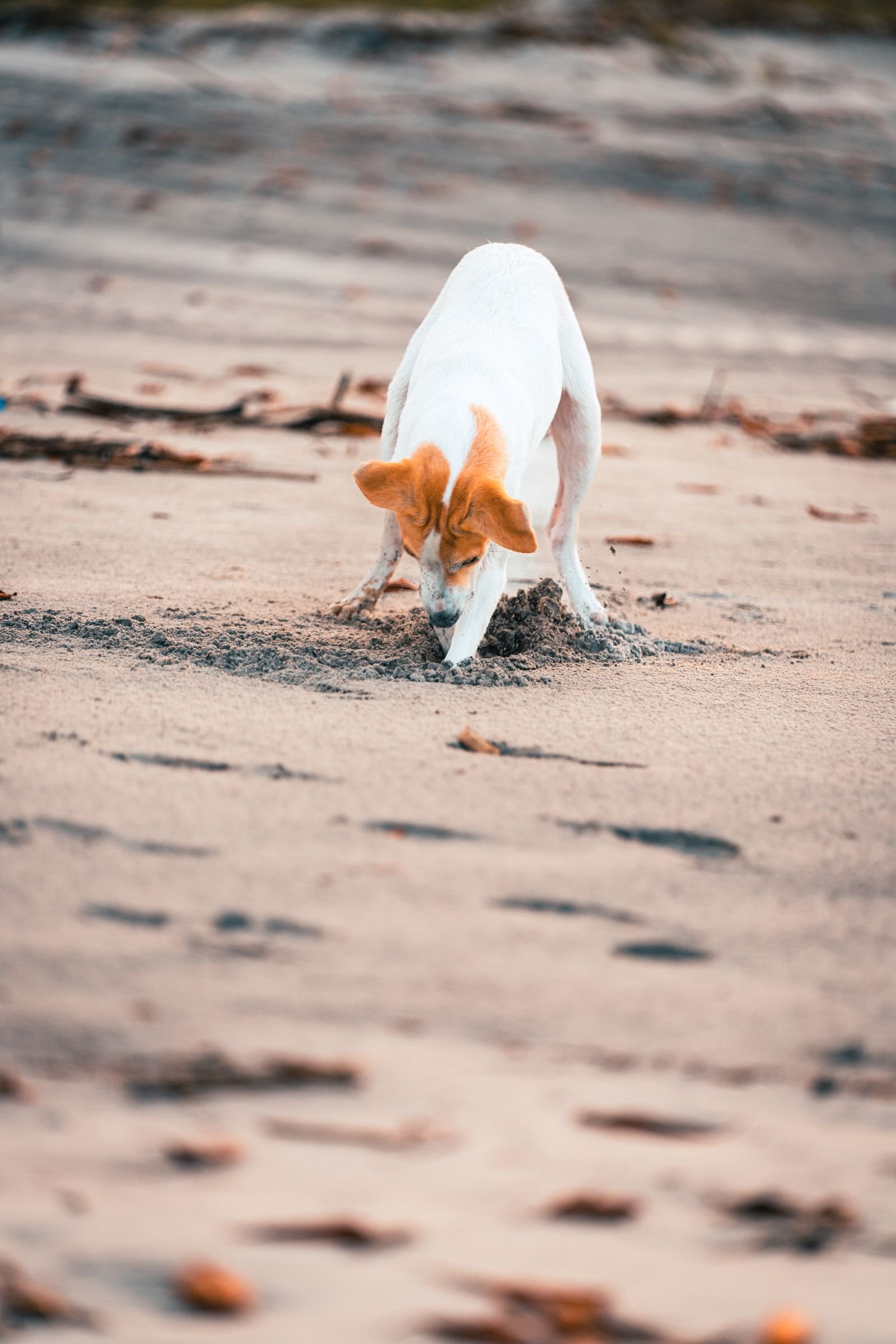 A dog digging a hole in the sand with its front paws