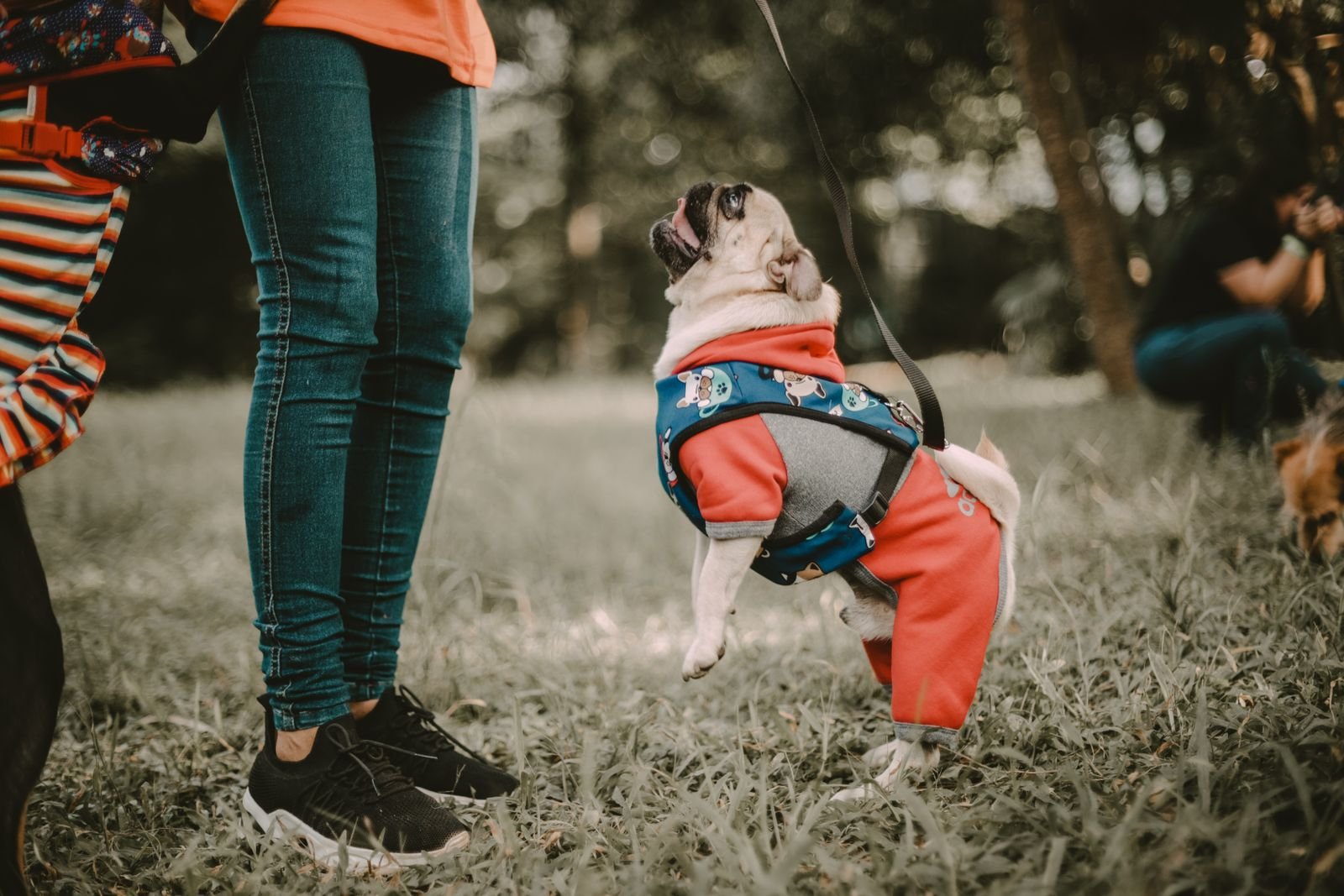 Small dog jumping up at a person legs in a park