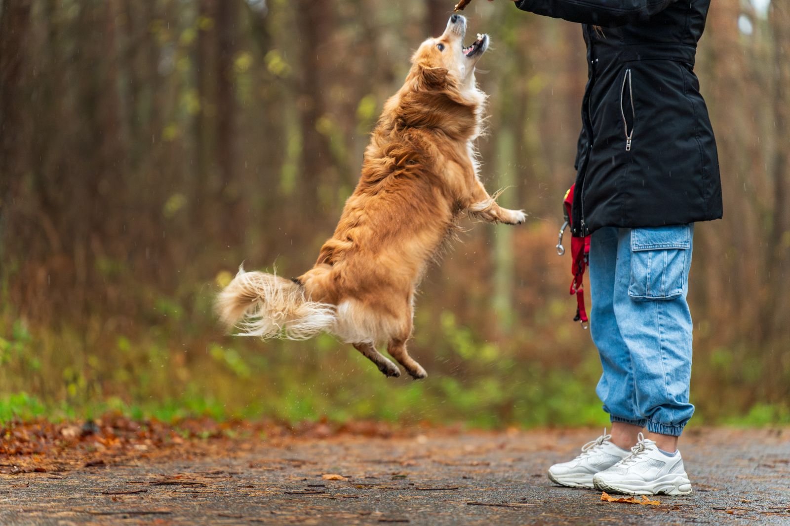Excited dog jumping up toward its owner outdoors