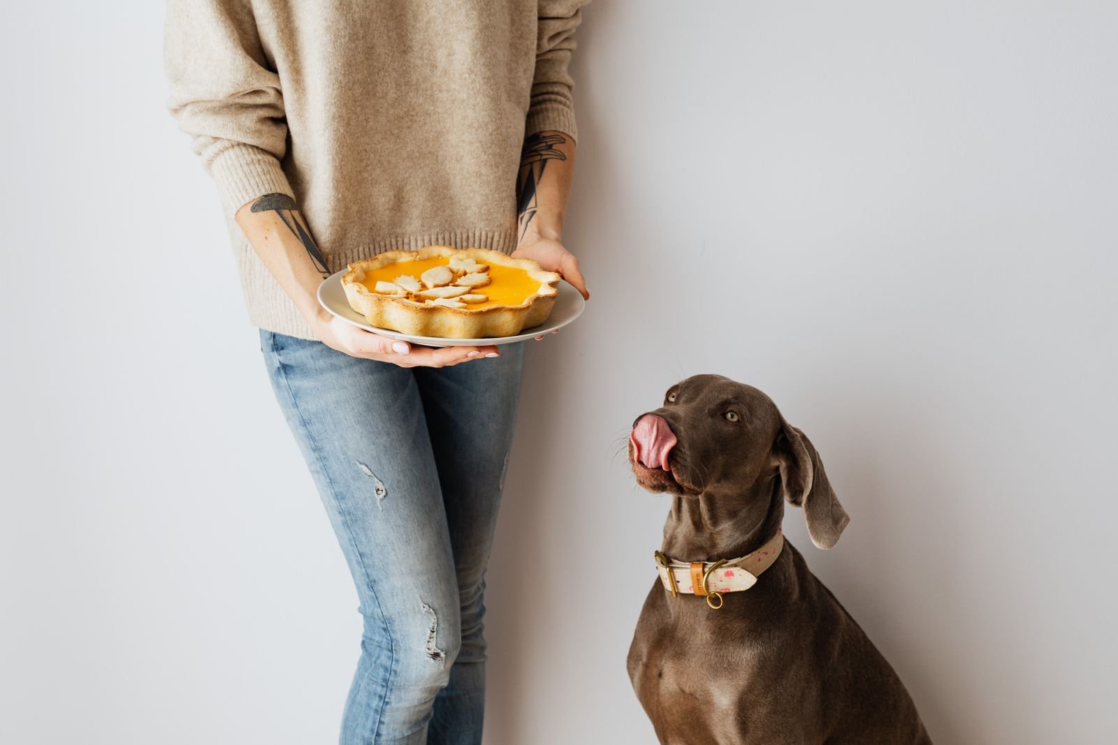 Dog looking up at a person holding food