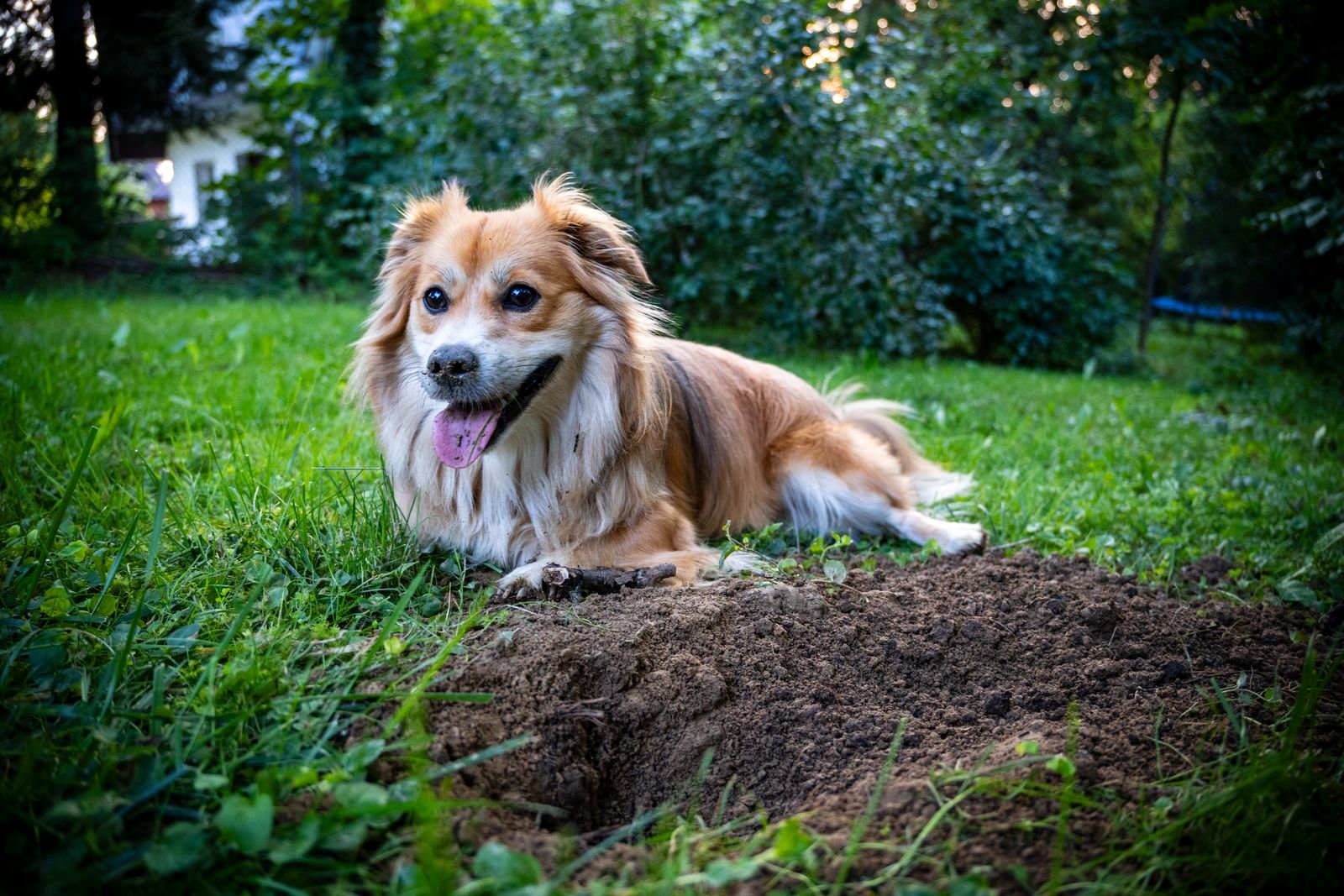 A dog lying in the grass beside a freshly dug hole