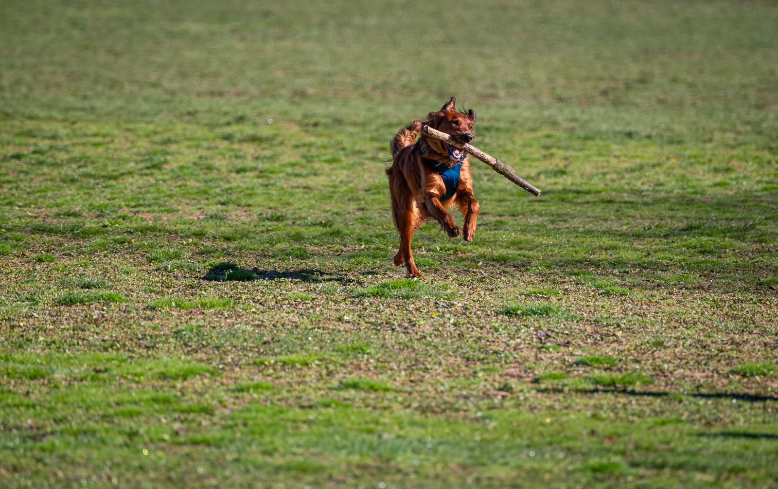 A dog running across a grass field carrying a stick in its mouth