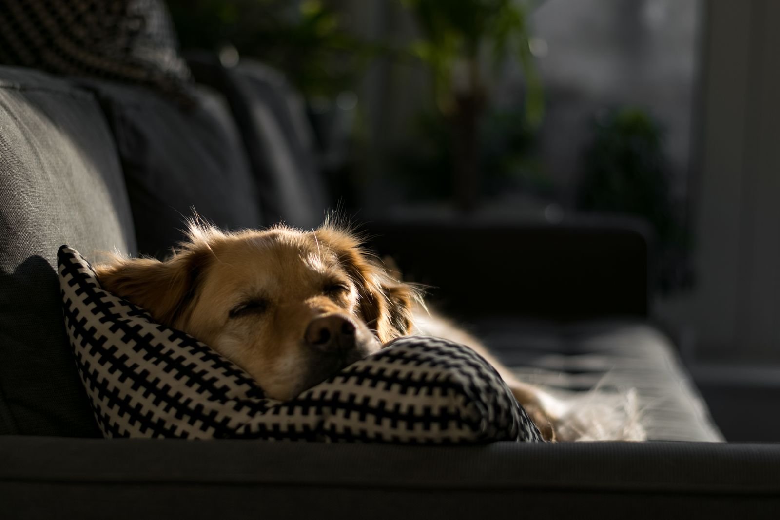 Dog napping on a cushion on a sunlit sofa