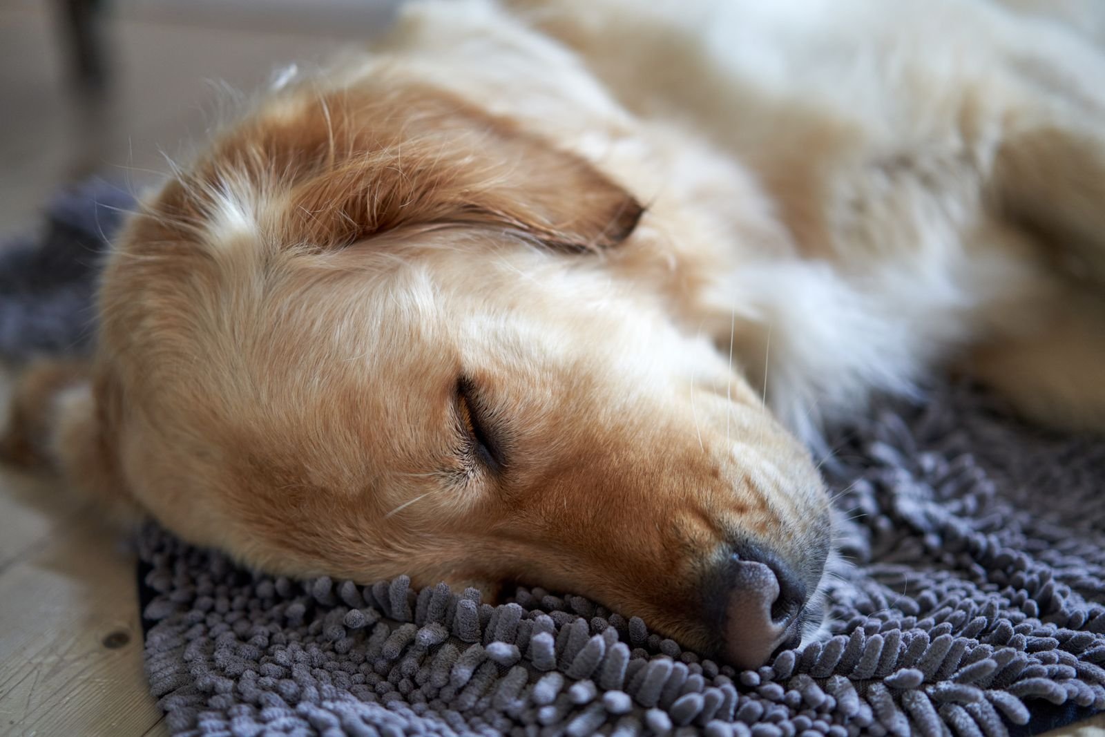 Golden Retriever dog sleeping peacefully