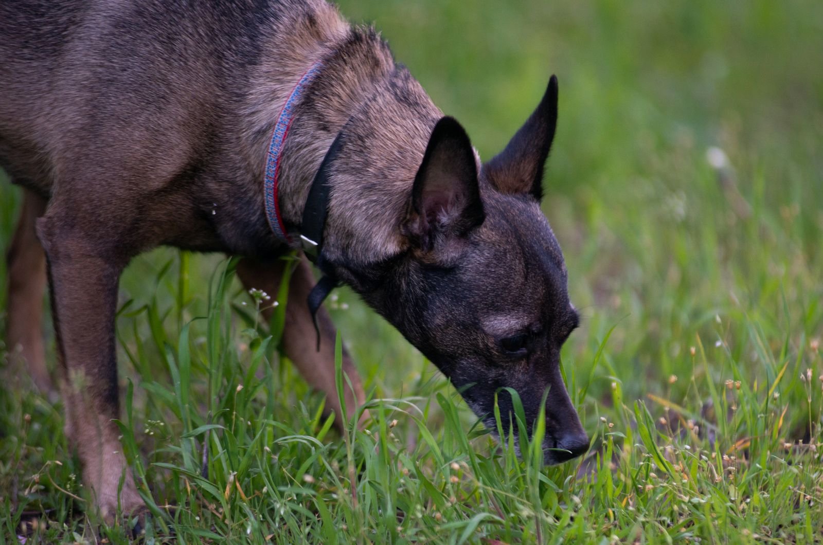 Dog with collar sniffing green grass outdoors