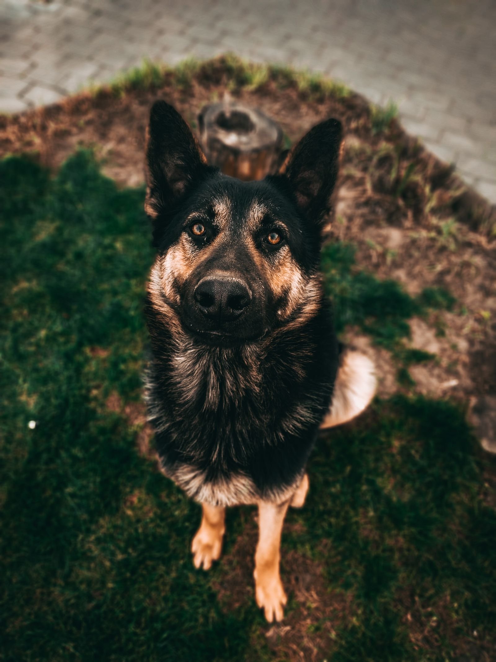 Attentive German Shepherd dog staring up