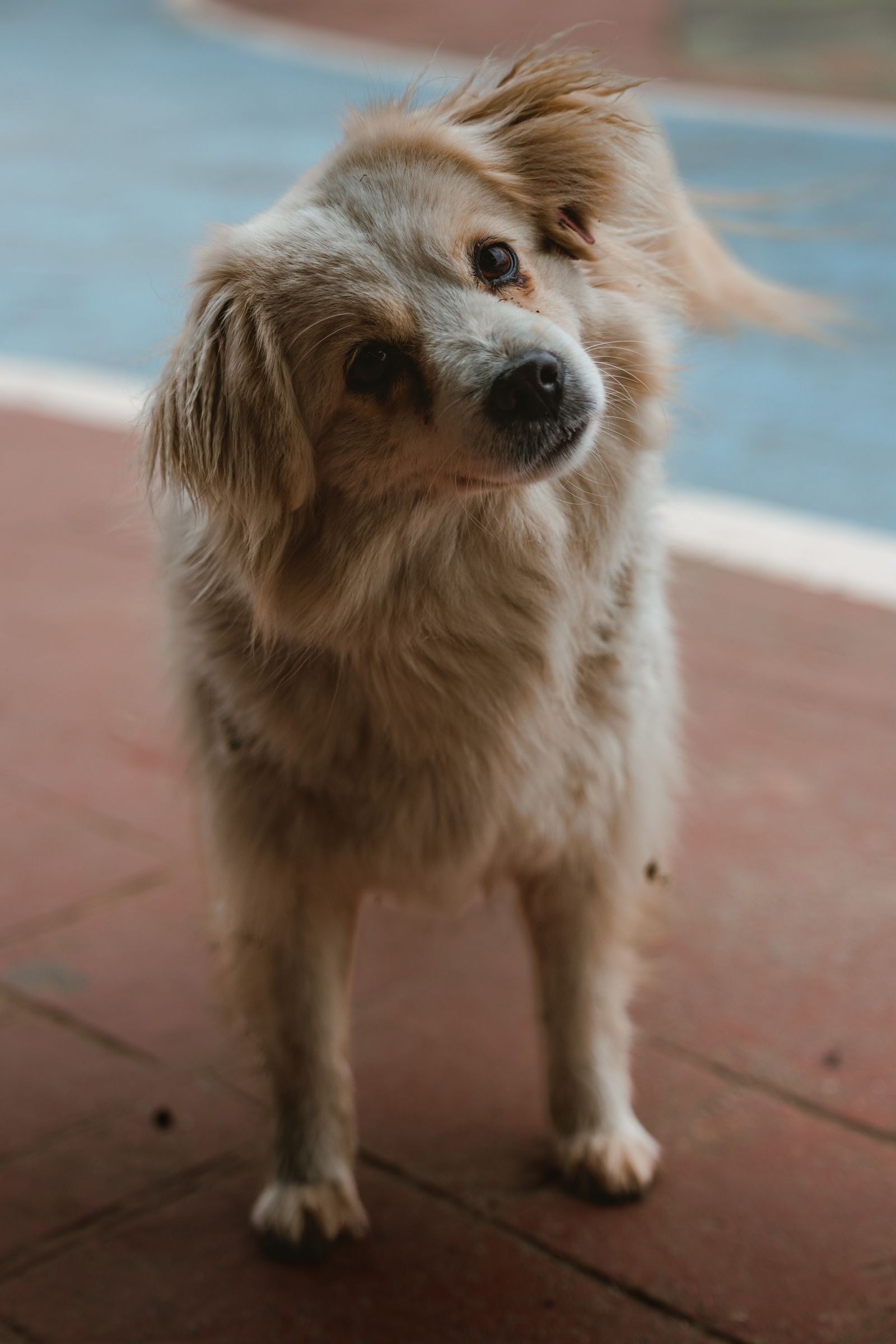 Dog tilting its head curiously outdoors