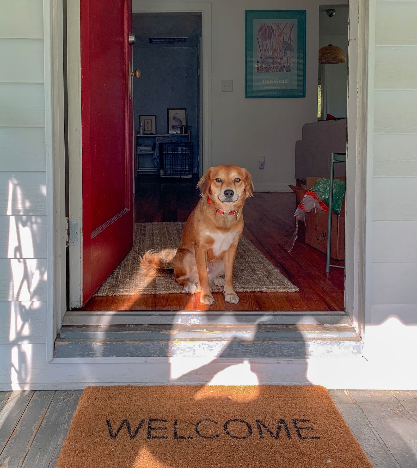 Brown dog sitting calmly by a red front door on a welcome mat