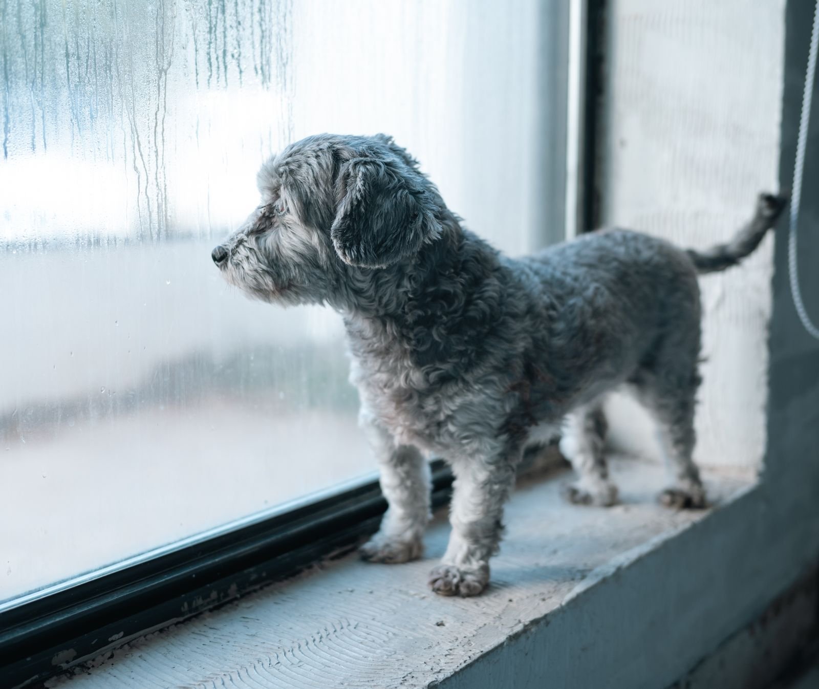 Small fluffy dog standing at a window looking out