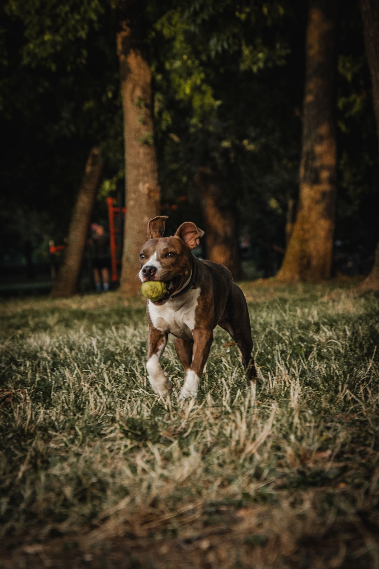 A dog standing in a park with a tennis ball in its mouth