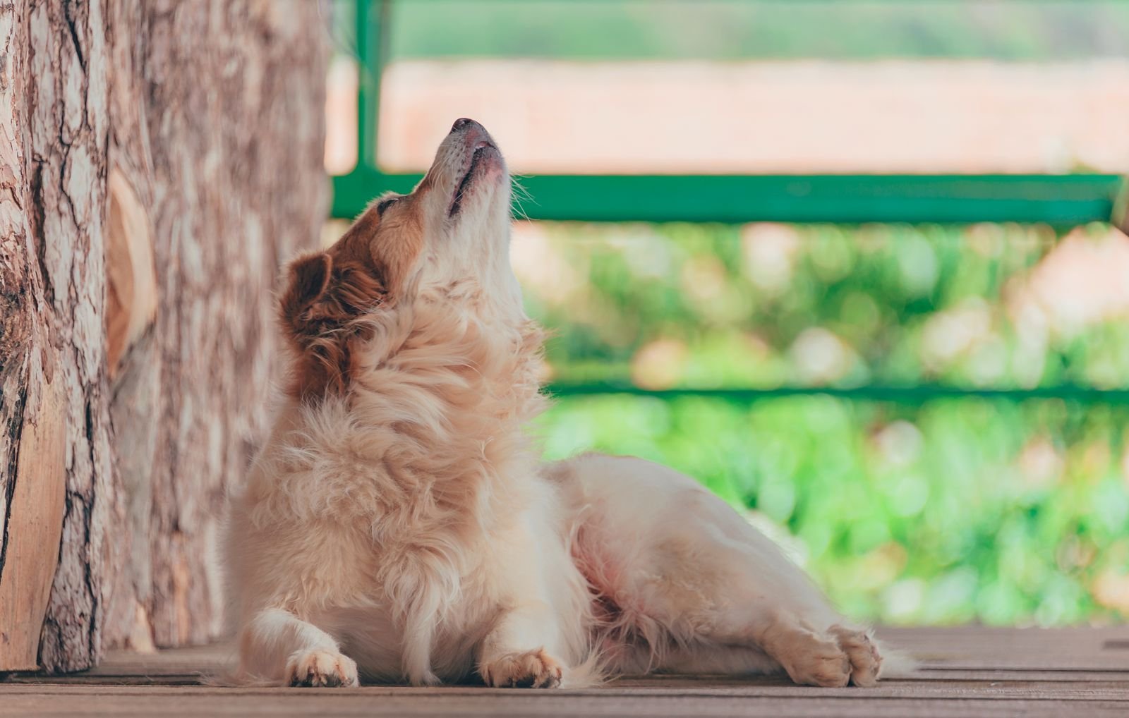 Fluffy dog lying outdoors and howling