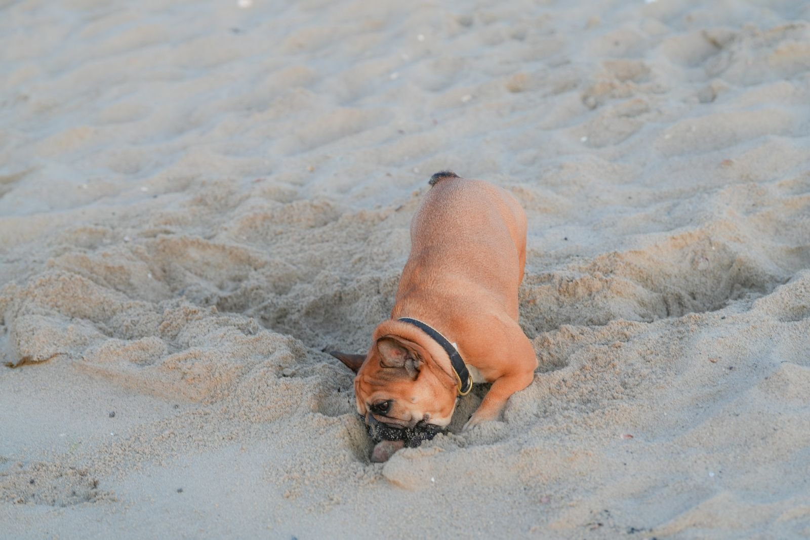 A French bulldog with its head buried in a hole it dug in the sand