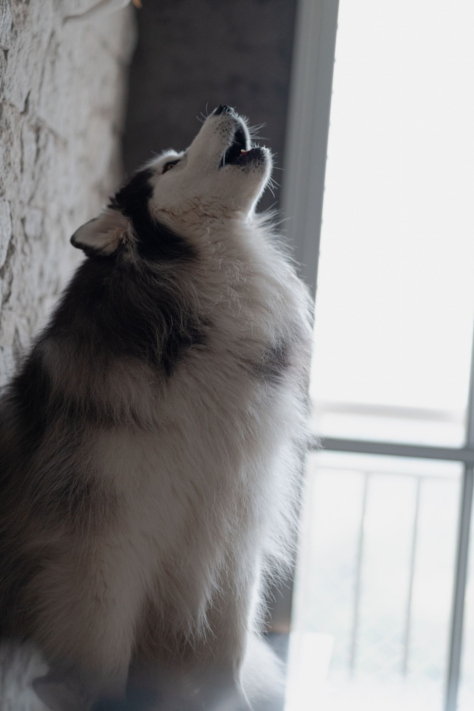 Siberian Husky howling indoors beside a window