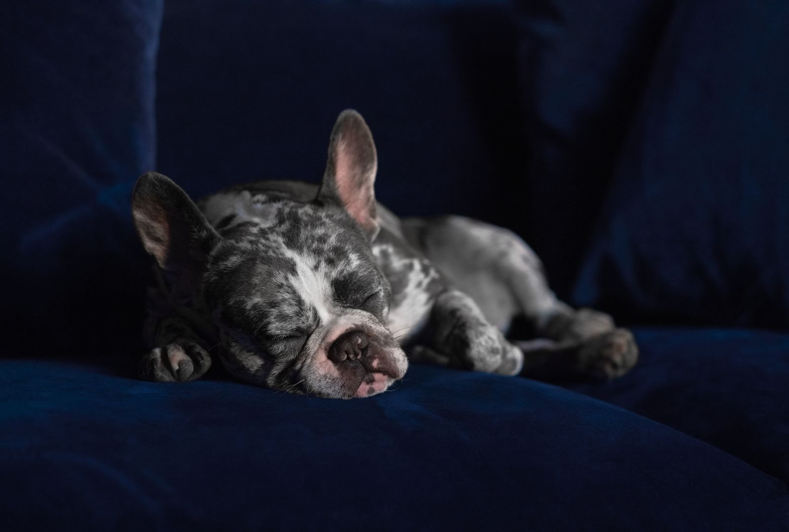 French Bulldog puppy sleeping on a dark blue sofa
