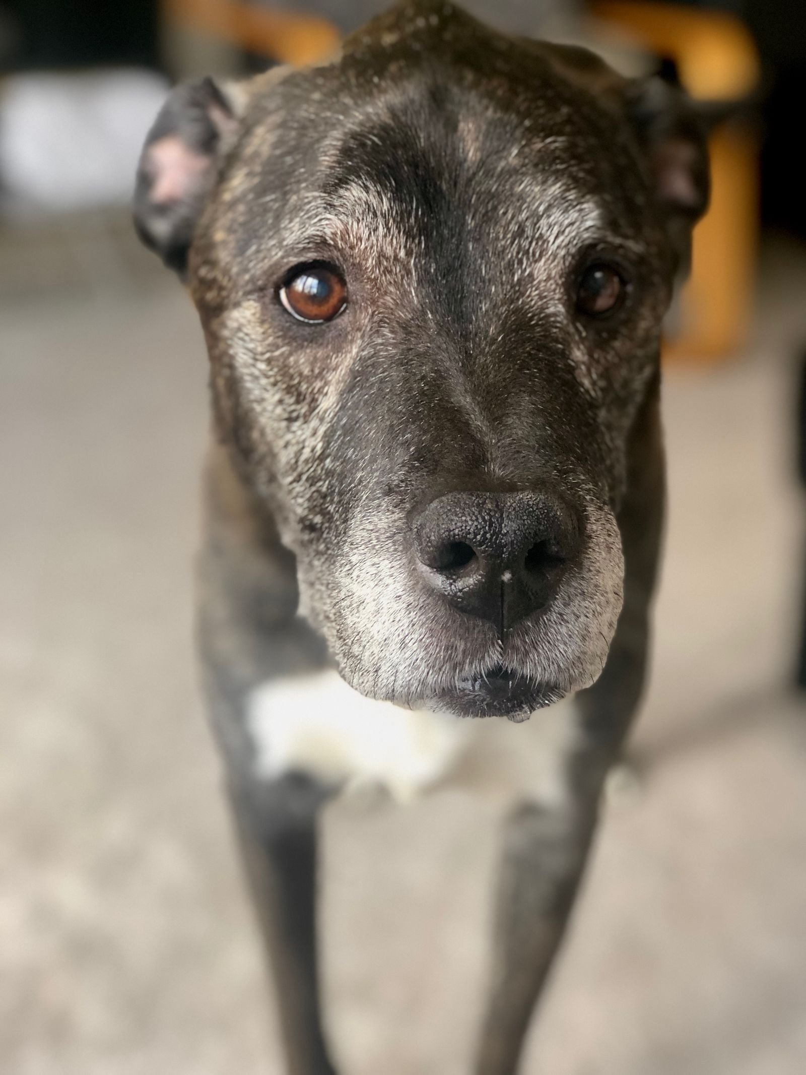 Close-up portrait of a senior dog with a grey muzzle