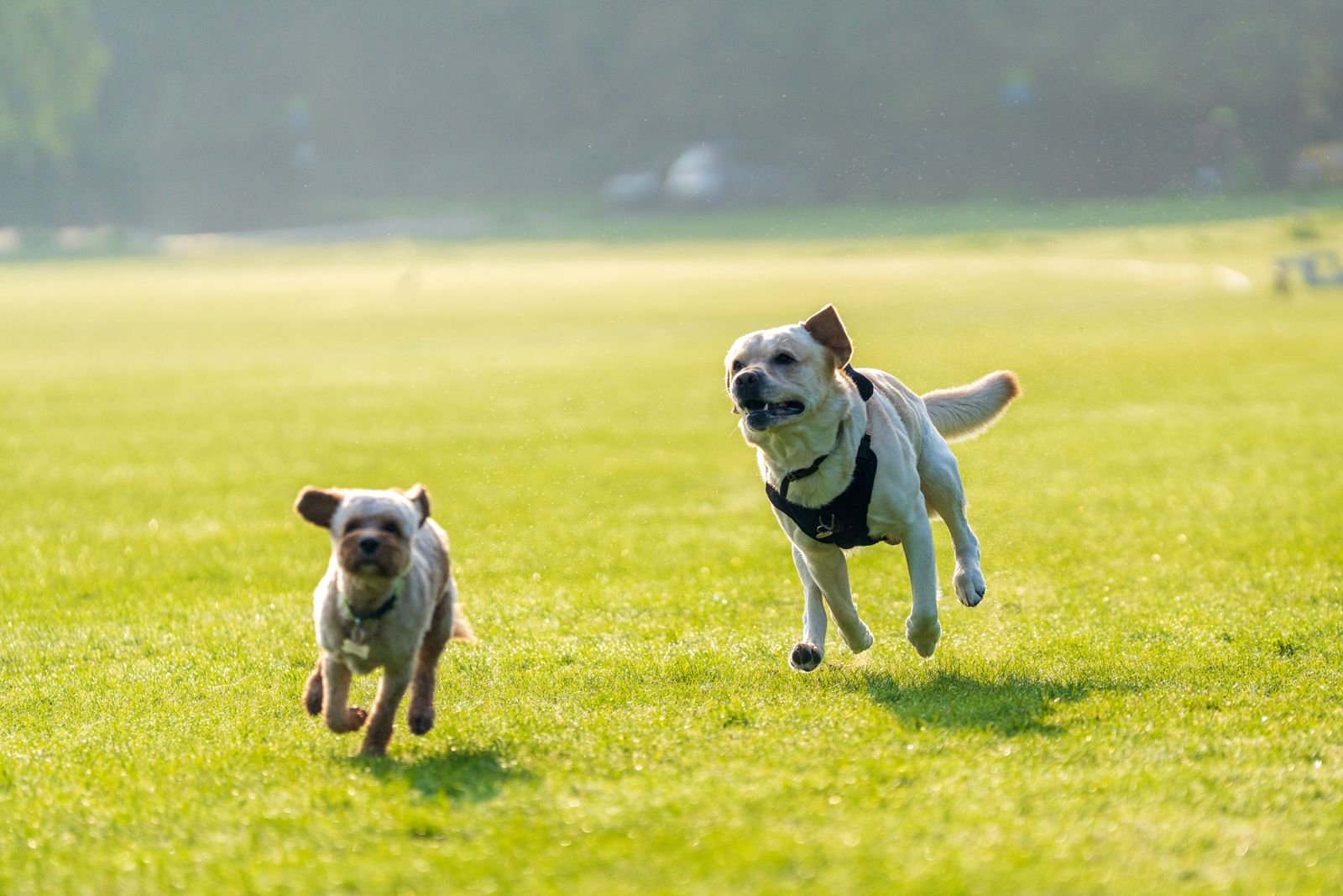 Two dogs running side by side across a bright green field