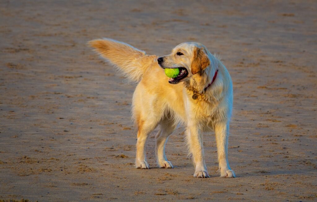 Dog wagging its tail in a relaxed posture