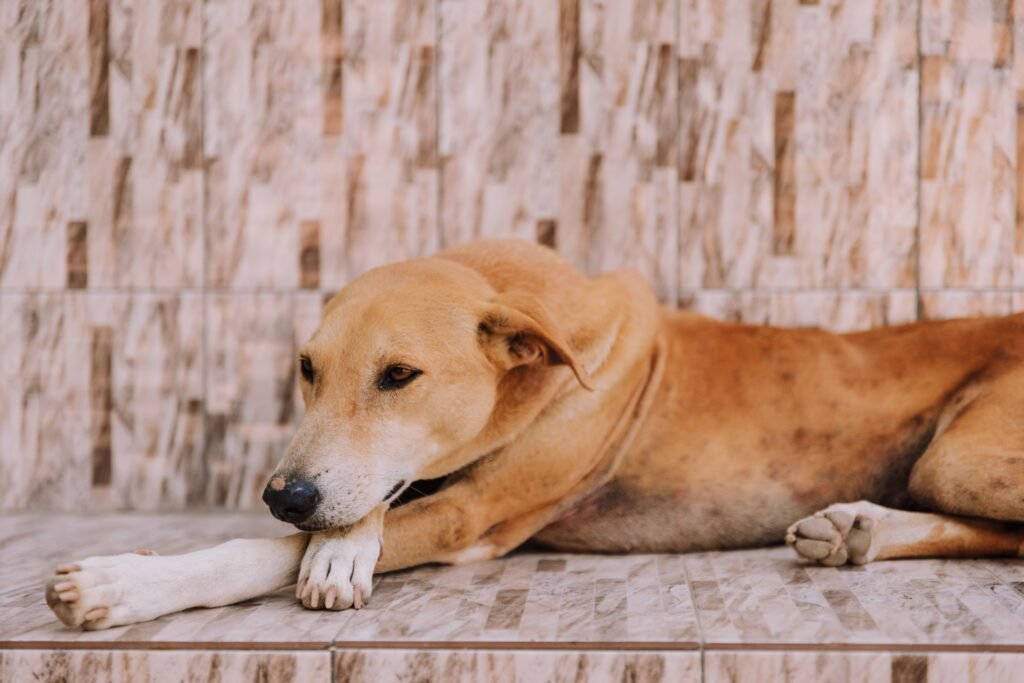 Relaxed dog lying down on the floor