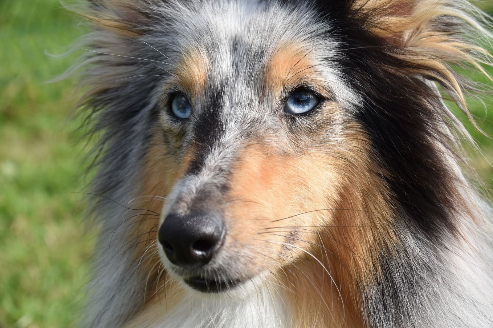 Close-up of a dog's eyes