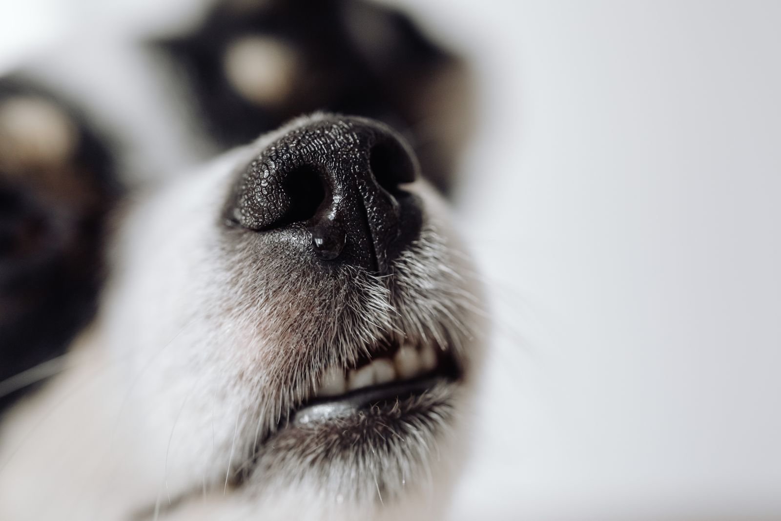 Close-up of a dog's wet nose