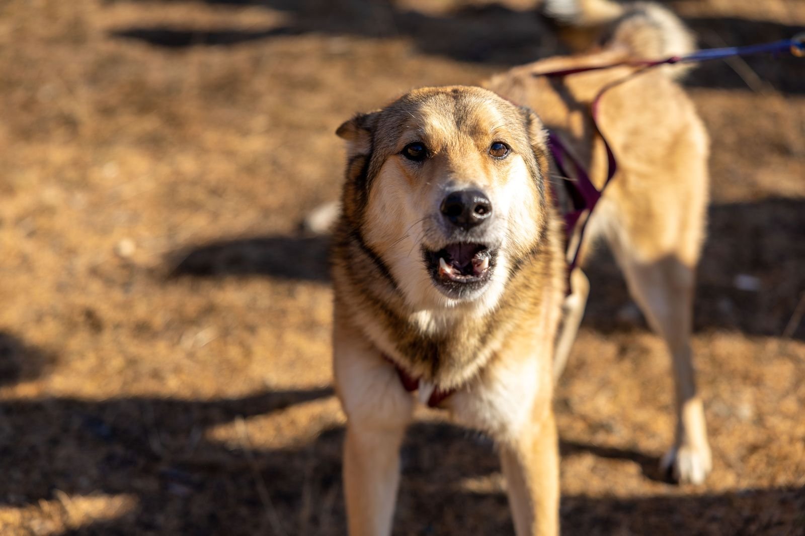 Dog barking outdoors