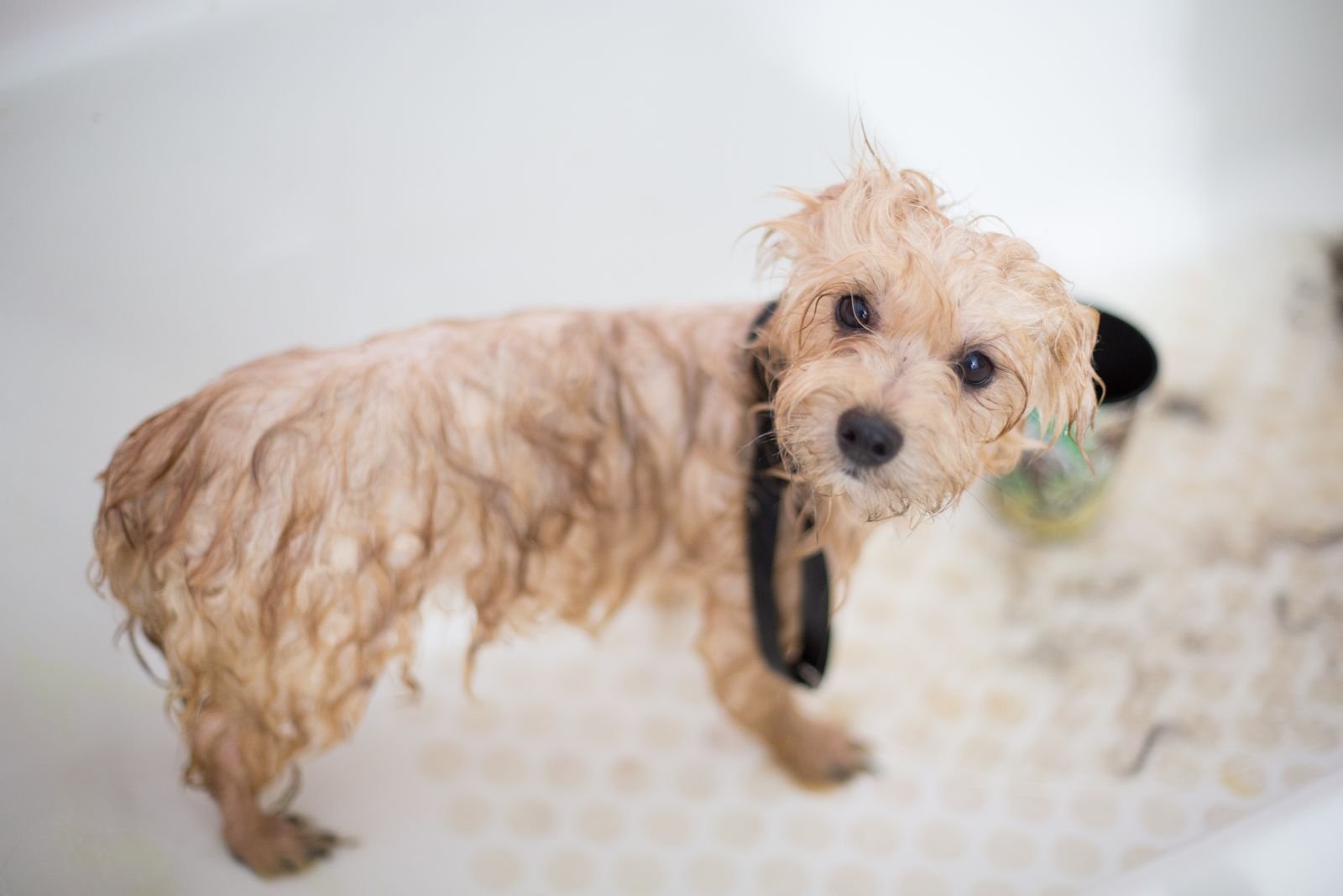 Dog being washed in a bathtub