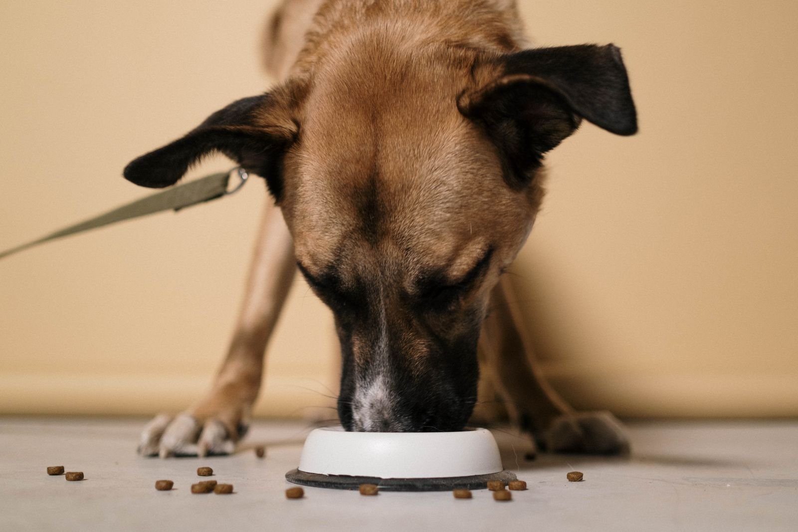 Dog eating from a food bowl