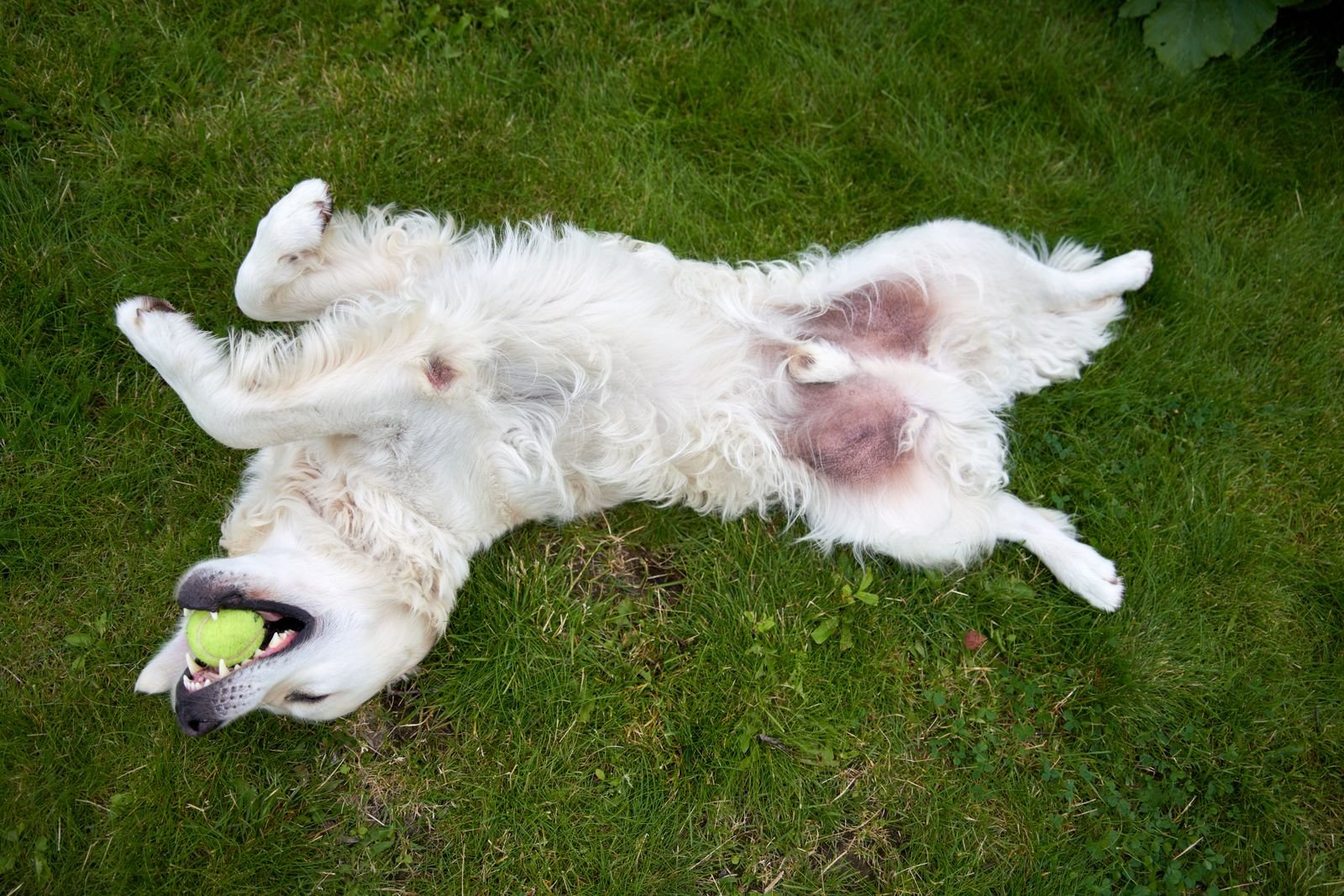 Dog lying on its back with belly exposed