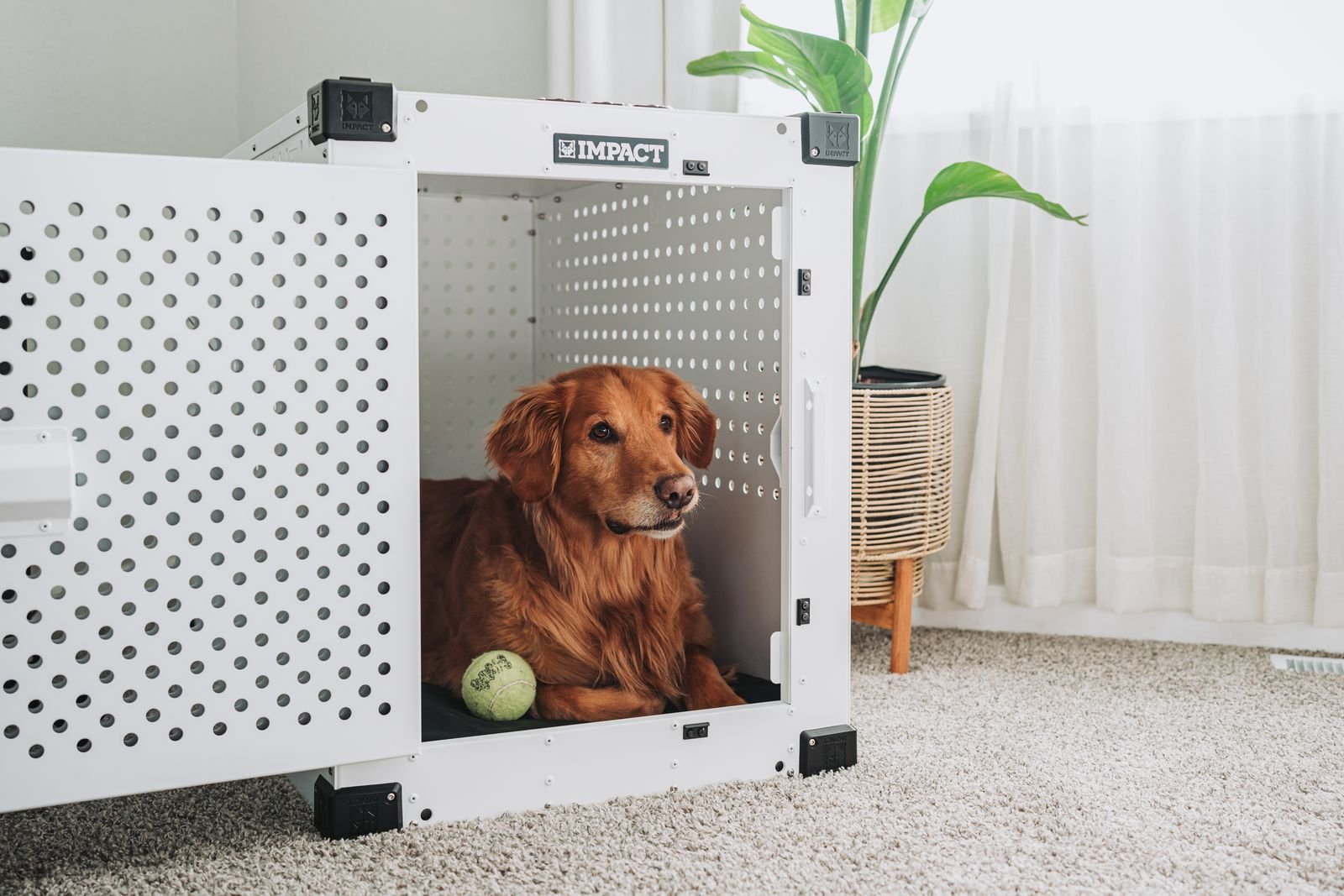 Dog resting inside an open crate in a living room