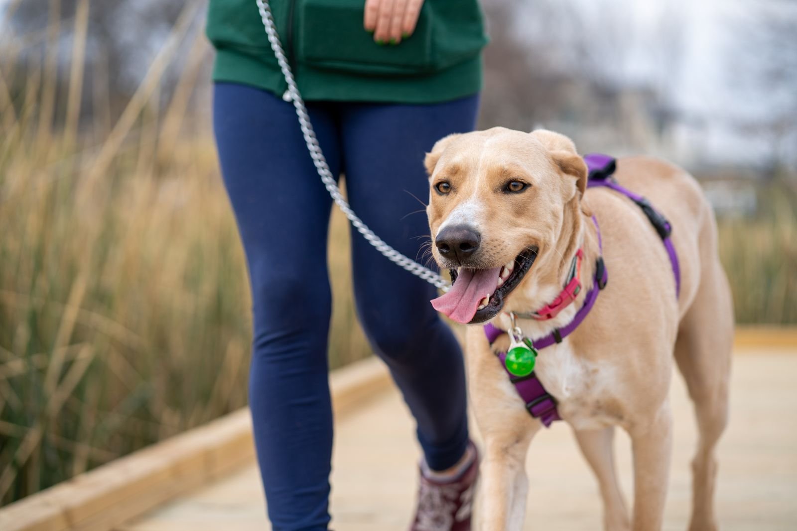 Dog walking on a leash beside its owner