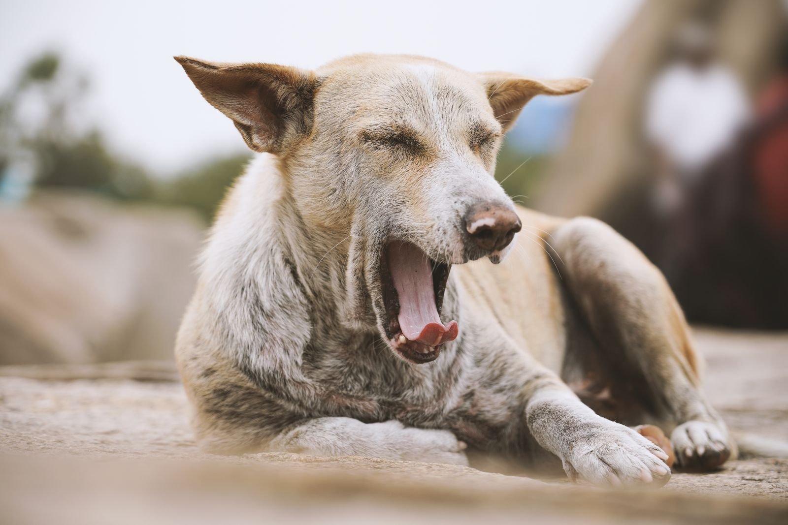 Dog yawning widely outdoors