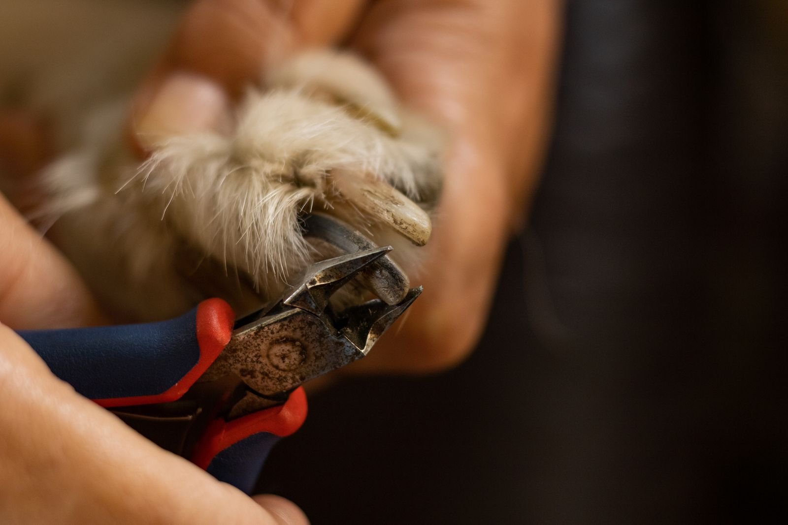 Dog's nails being trimmed with clippers