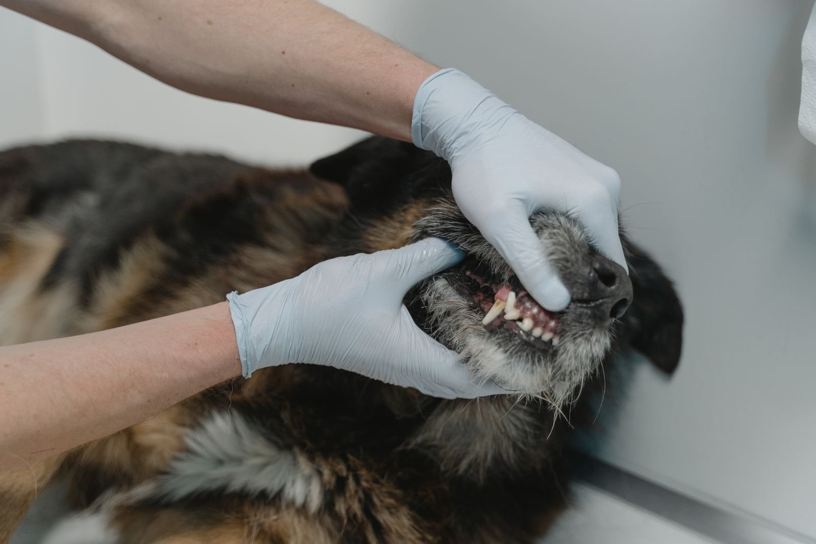 Veterinarian checking a dog's teeth